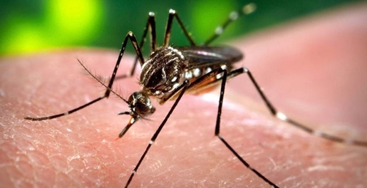 Zika