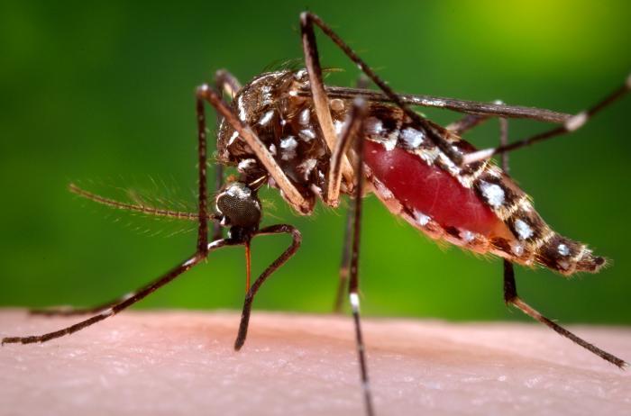 Anopheles Mosquito - Malaria
