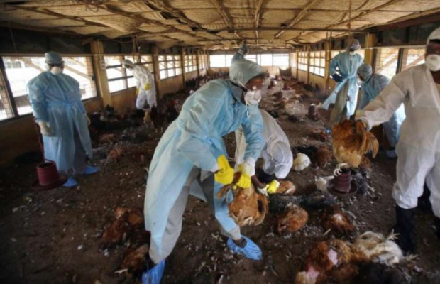 bird flu