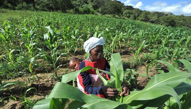 GMO Corn Zimbabwe