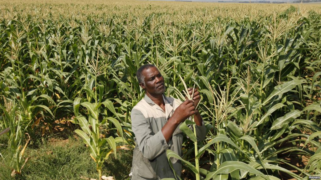 African farming: My Journey Back to the Future | The Habari Network