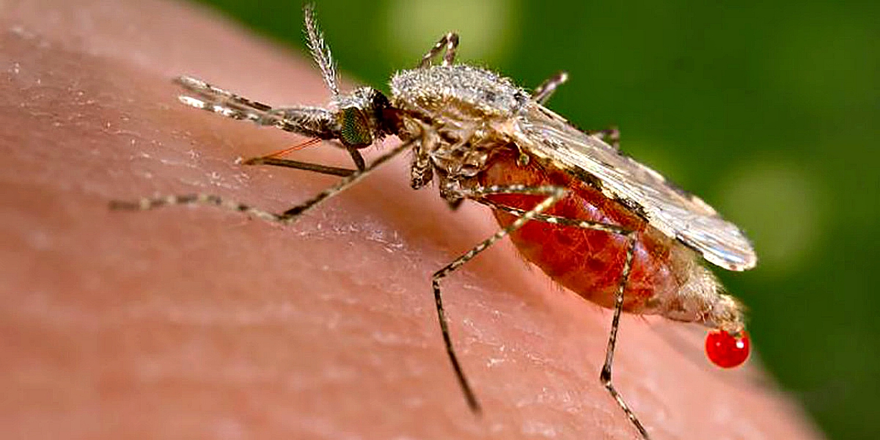 World’s first malaria vaccine begins pilot program in Malawi