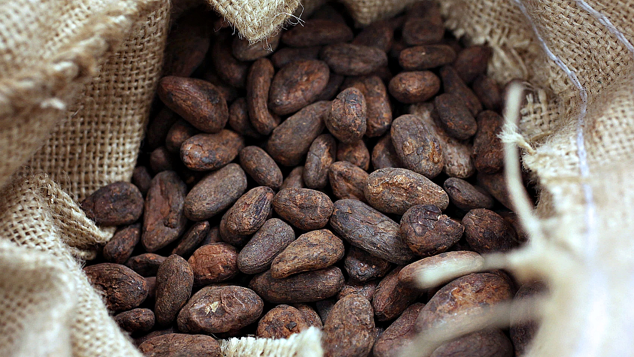 Cocoa - Cacao