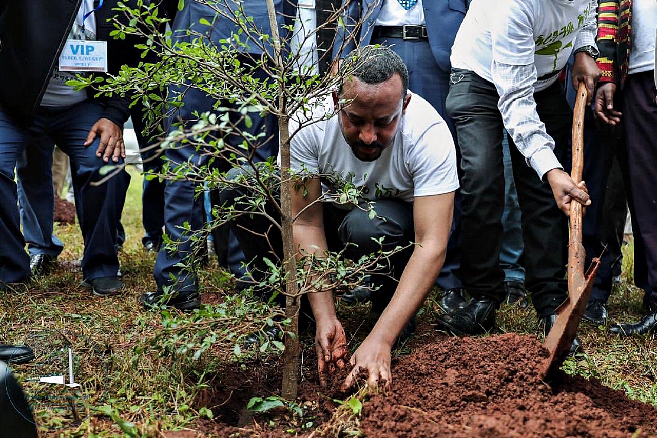 Ethiopia set to break world record by planting over 200 million tree saplings