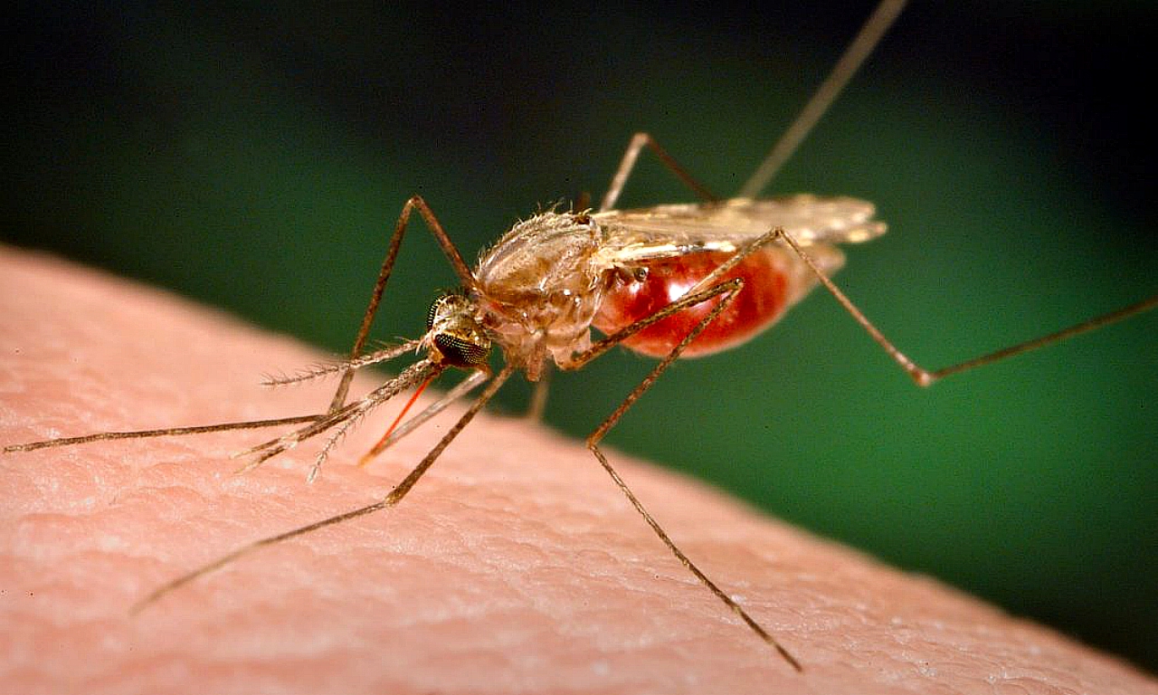An anopheles mosquito takes blood from a human host. Resistance to the latest anti-malaria drugs poses a major problem for scientists.