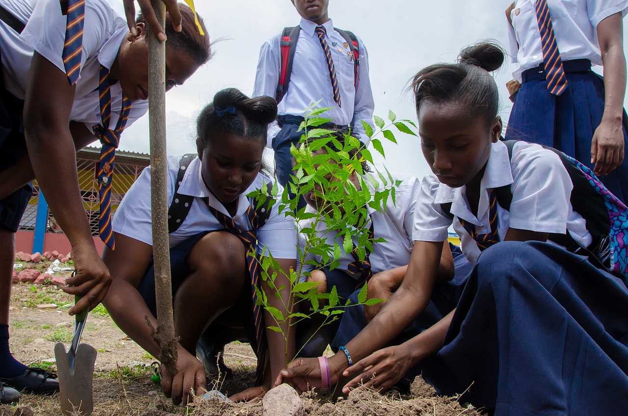 Jamaica to plant 3 million trees in 3 years to reduce effects of Climate Change