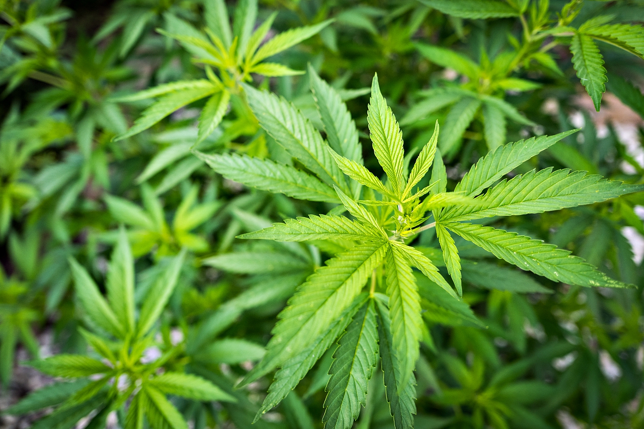 Trinidad & Tobago closer to marijuana reform