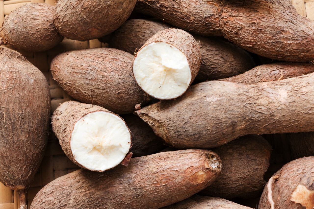 Building post-COVID CARICOM food security - a Cassava industry