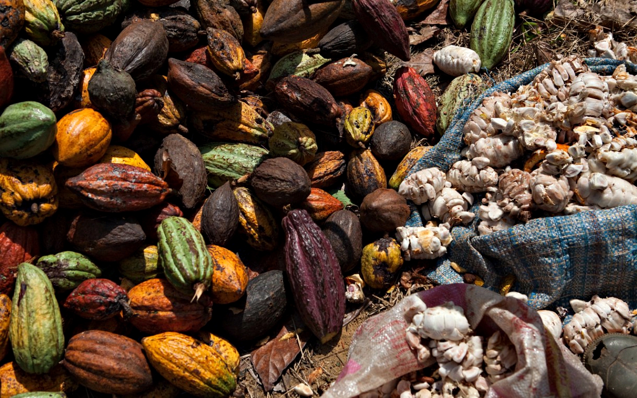 Top cocoa grower says chocolatiers favor profit over farmers