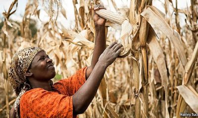 Sub-Saharan Africa’s food security has turned out better than feared, but risks remain