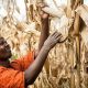 Sub-Saharan Africa’s food security has turned out better than feared, but risks remain