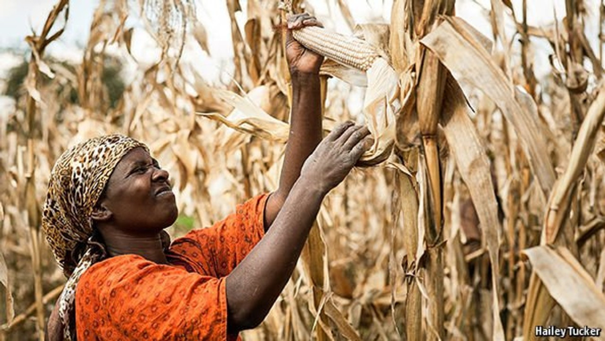 Sub-Saharan Africa’s food security has turned out better than feared, but risks remain