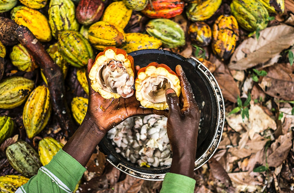 Efforts by Côte d’Ivoire and Ghana to help cocoa farmers have not worked