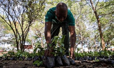 Ghana plants 5 million trees in a single day to combat deforestation
