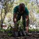 Ghana plants 5 million trees in a single day to combat deforestation