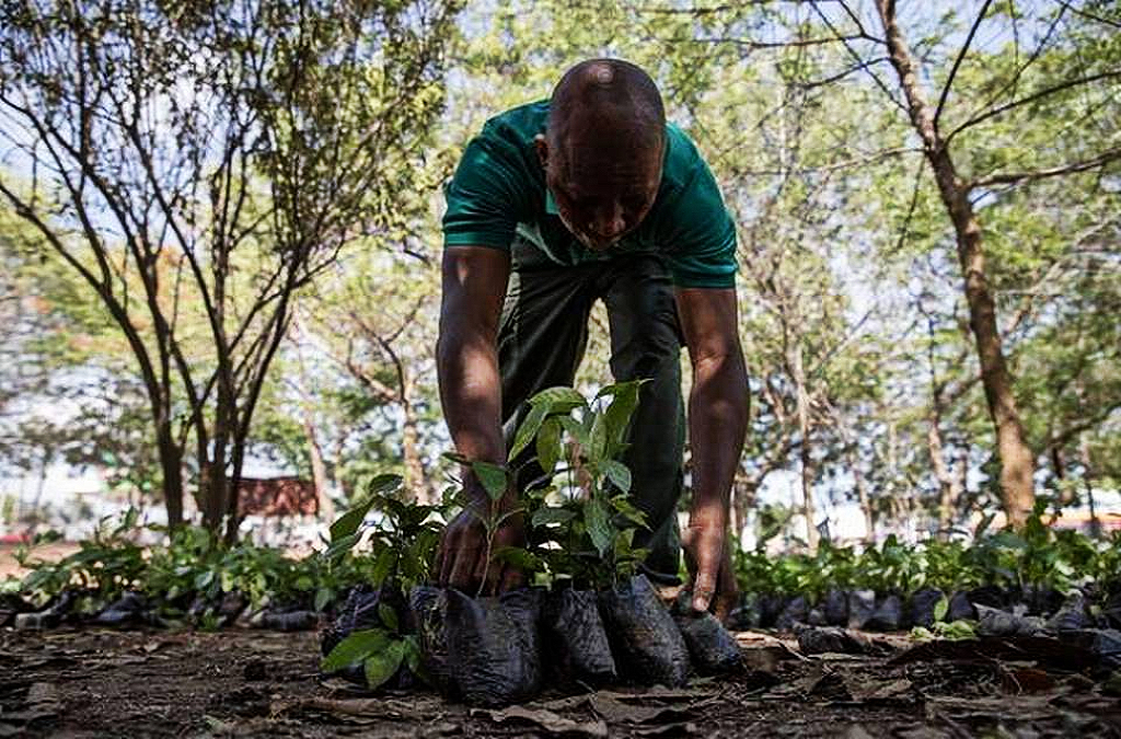Ghana plants 5 million trees in a single day to combat deforestation