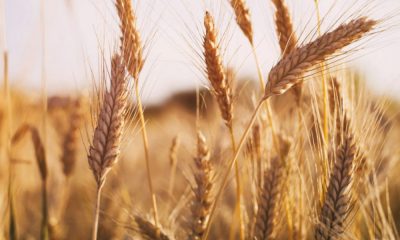 Ukraine War Causes Hardships for Africa