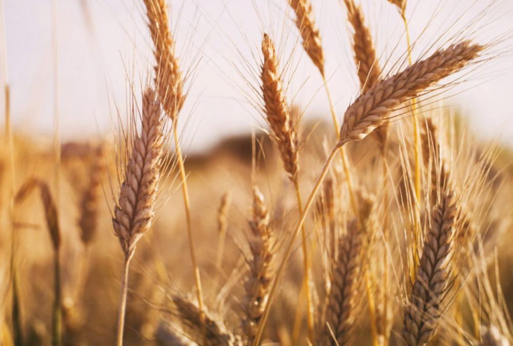 Ukraine War Causes Hardships for Africa