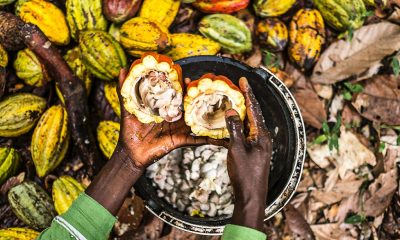 I. Coast, Ghana ease tug-of-war with buyers over cocoa prices