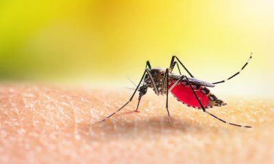 CARPHA urges member states to continue surveillance for Dengue, Chikungunya, Zika