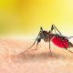 CARPHA urges member states to continue surveillance for Dengue, Chikungunya, Zika