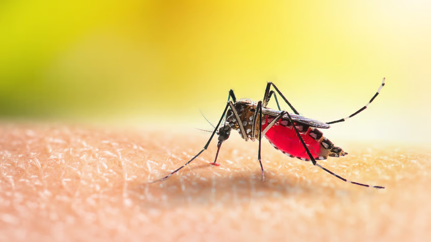 CARPHA urges member states to continue surveillance for Dengue, Chikungunya, Zika
