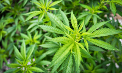 Ghana passes law to allow industrial production of Cannabis