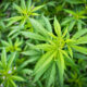 Ghana passes law to allow industrial production of Cannabis