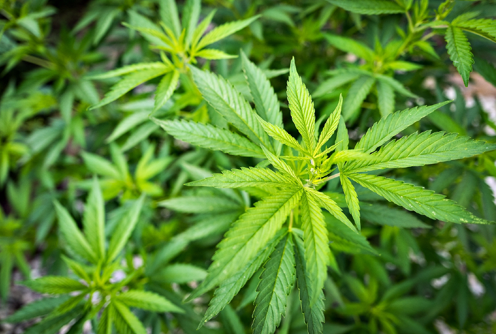 Ghana passes law to allow industrial production of Cannabis