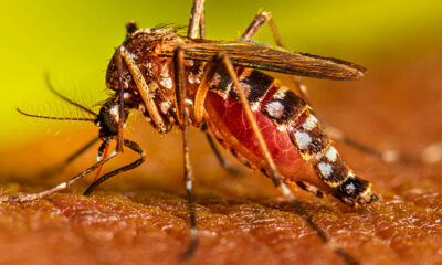 Jamaica declares dengue fever outbreak