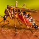 Jamaica declares dengue fever outbreak