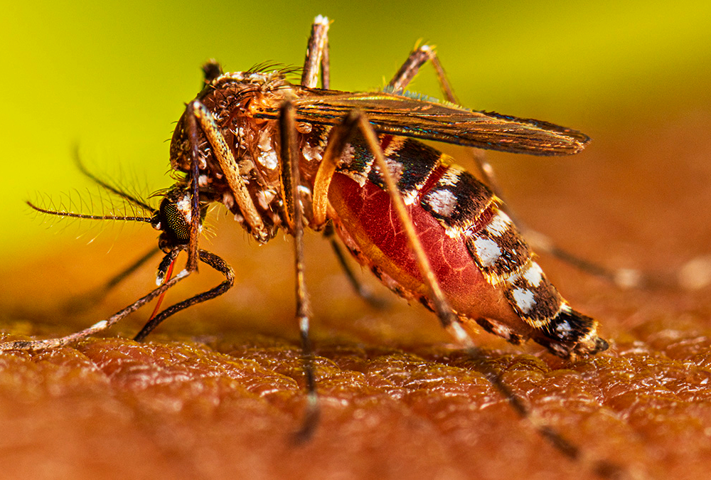 Jamaica declares dengue fever outbreak