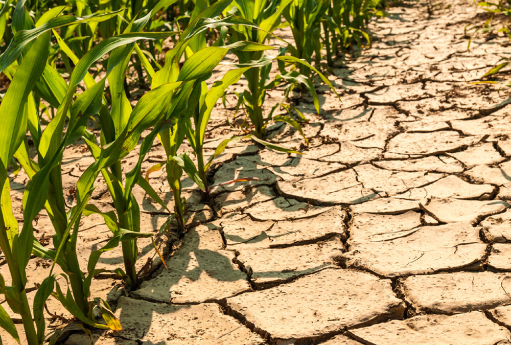 Climate change and farming: economists warn more needs to be done to adapt in sub-Saharan Africa
