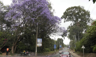 Kenya declares a surprise public holiday for a national campaign to plant 15 billion trees