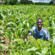 Owusu on Africa: At the heart of stability in Africa is sustainable agriculture