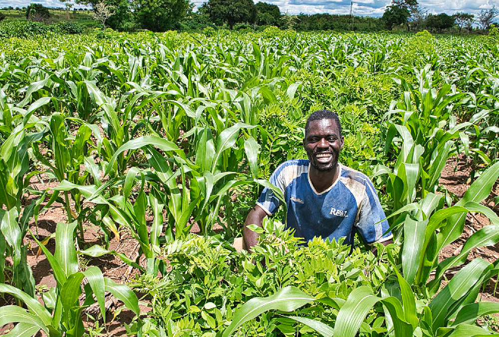 Owusu on Africa: At the heart of stability in Africa is sustainable agriculture