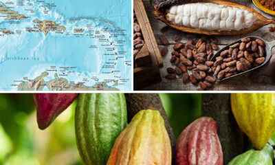 The Renaissance of Caribbean Cocoa: A Path to Regional Prosperity