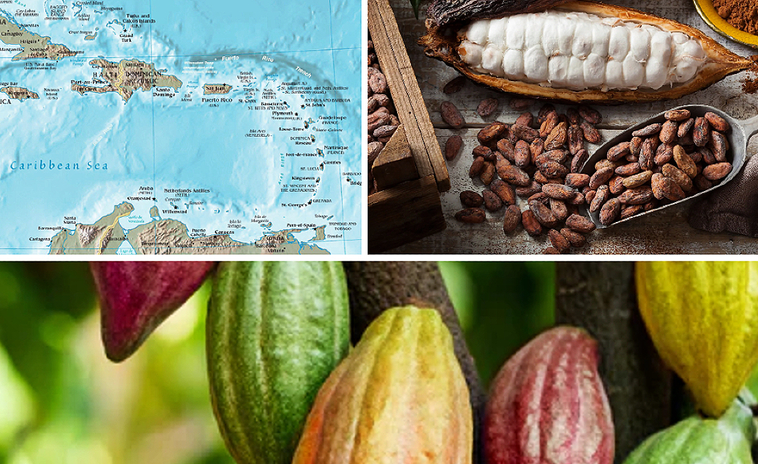 The Renaissance of Caribbean Cocoa: A Path to Regional Prosperity