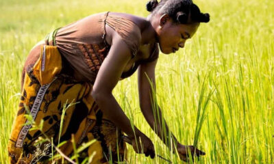 Owusu on Africa: Why empowering women is fundamental to ensuring food security in Africa