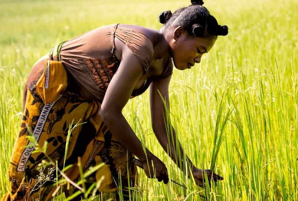 Owusu on Africa: Why empowering women is fundamental to ensuring food security in Africa