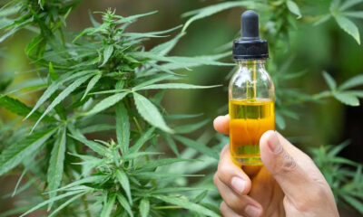 Grenada advancing cannabis industry development