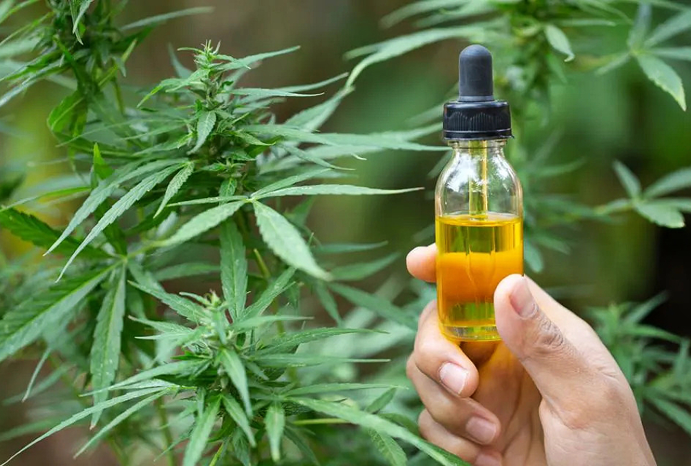 Grenada advancing cannabis industry development