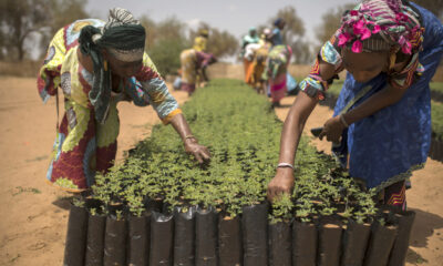 Check out Africa's Great Green Wall initiative, aimed at combatting desertification