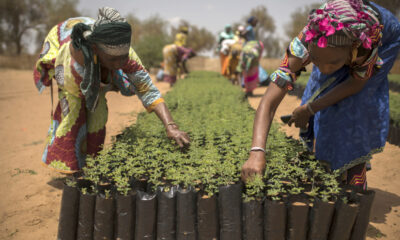 Check out Africa's Great Green Wall initiative, aimed at combatting desertification