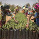 Check out Africa's Great Green Wall initiative, aimed at combatting desertification
