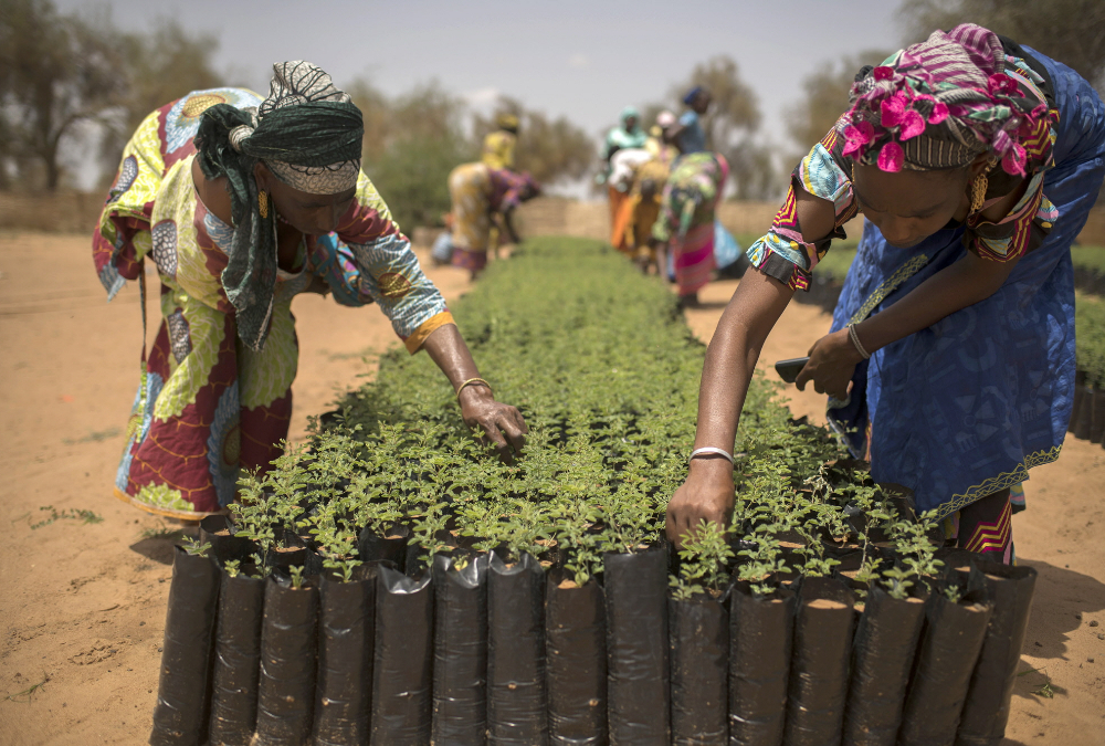 Check out Africa's Great Green Wall initiative, aimed at combatting desertification