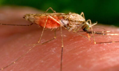 Here’s how reducing malaria can add $16 billion to Africa’s GDP every year