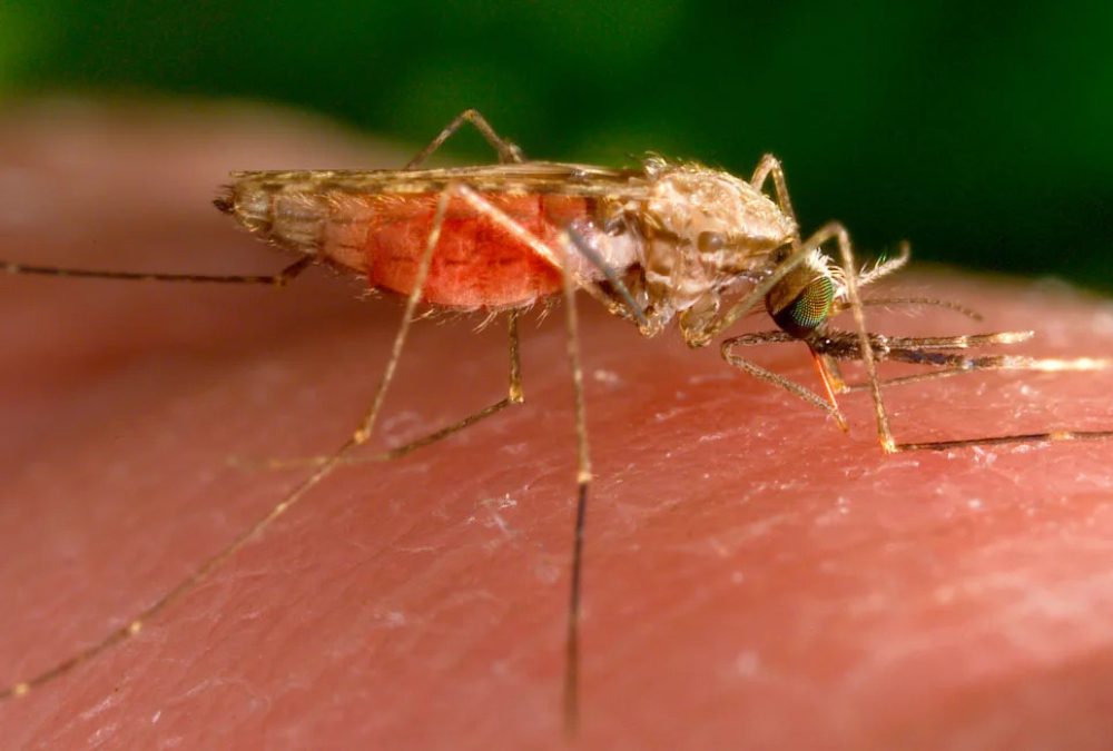 Nigeria may get biggest win from world malaria goal, study Says