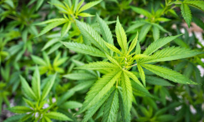 Bahamas set to legalize Cannabis for medical and religious Use