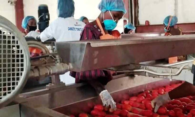 Dangote Group unveils Africa's Largest Tomato Processing Facility in Nigeria